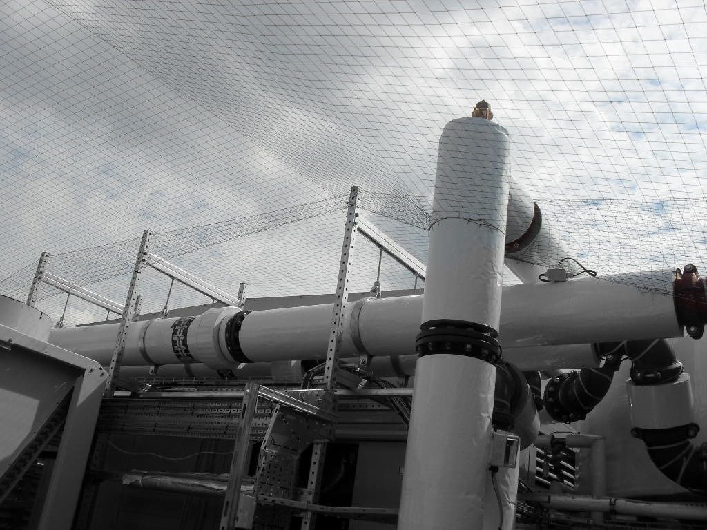 Bird Control in Woking, Surrey